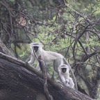 vervet monkey 02-2