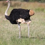 Ostrich