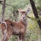 Baby Water Buck 01